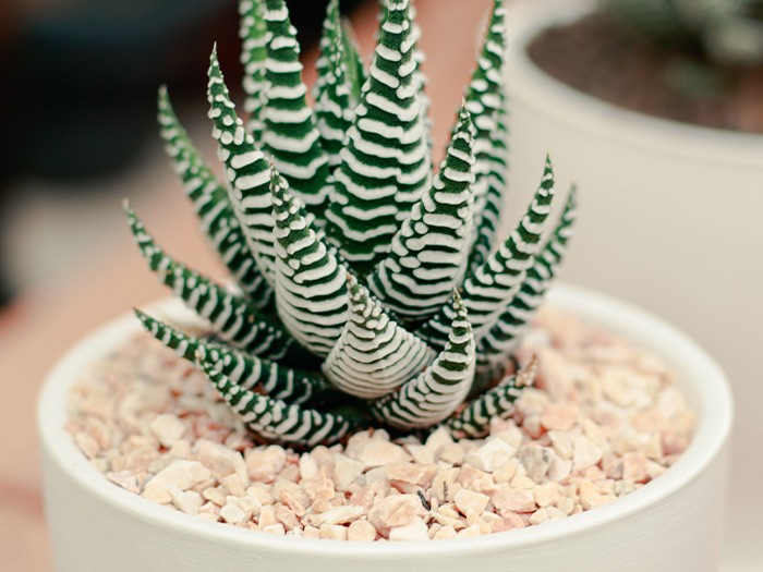 Zebra Haworthia plant.